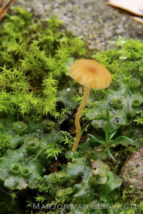 Levermostrechtertje - Loreleia marchantiae